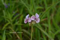 Murdannia gigantea